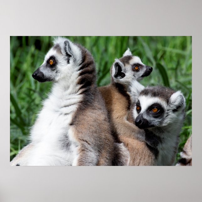 Affiche Famille Lemur à queue de ceinture (Devant)