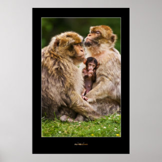 Affiche Famille Monkey