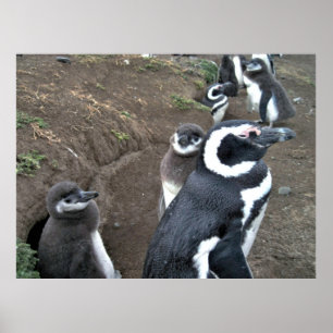 Affiche Famille Penguin