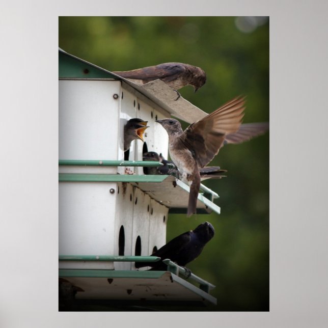 Affiche Famille Purple Martin (Devant)