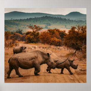 Affiche Famille Rhino, Réserve Pilanesberg, Afrique du Sud