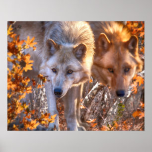 Affiche FAMILLE Wolf AUTOMNE