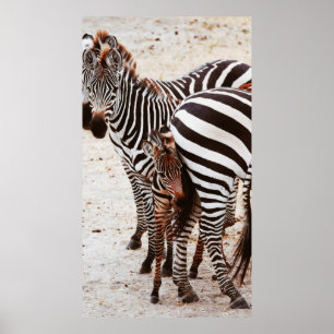 AFFICHE FAMILLE ZEBRA