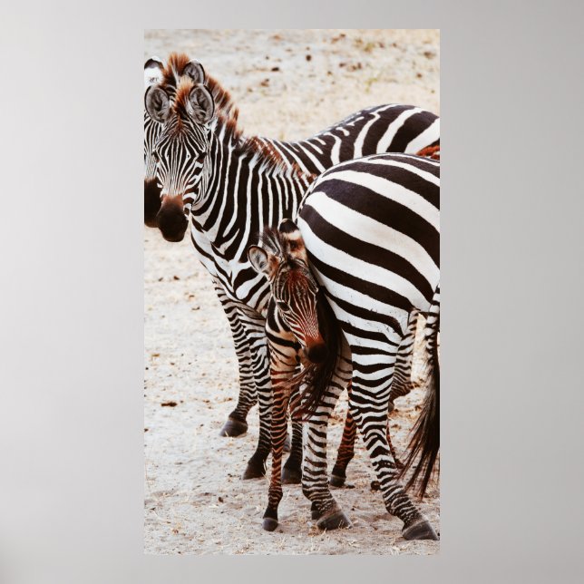 AFFICHE FAMILLE ZEBRA (Devant)