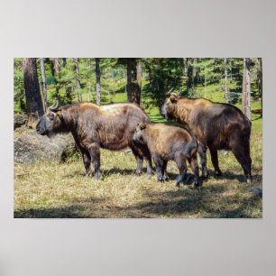Affiche Family of Takin, national animal of Bhutan, Asia