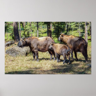 Affiche Family of Takin, national animal of Bhutan, Asia