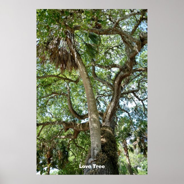 Affiche Famous Love Tree St Augustine Fl (Devant)