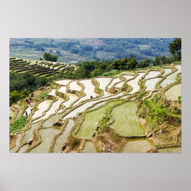 Affiche Famous yuanyang Rice Terraces - Yunnan, China (Devant)