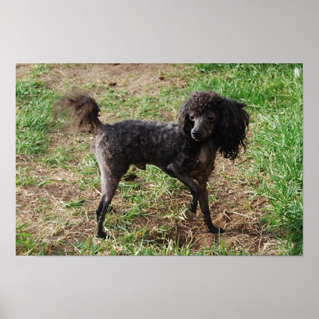 Affiche Fancy Black Toy Poodle Boy (Devant)