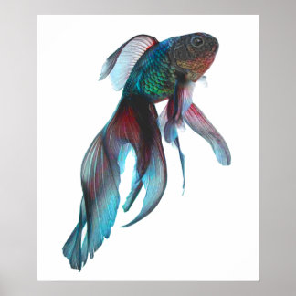 Affiche Fancy Goldfish