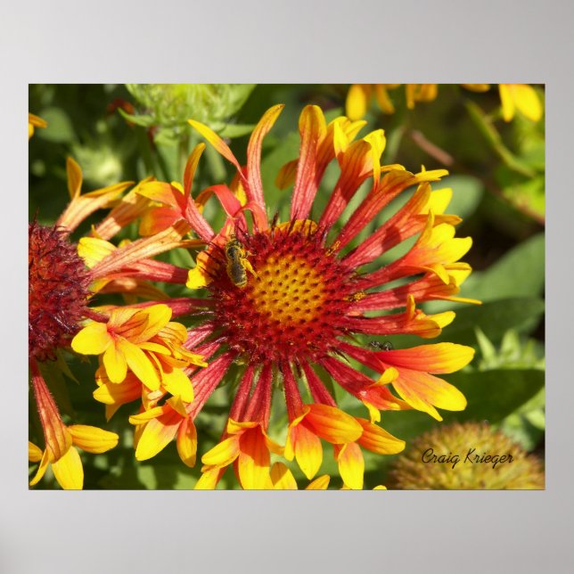 Affiche Fanfare Gaillardia - Customisée (Devant)