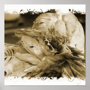 Affiche Fantail Pigeon