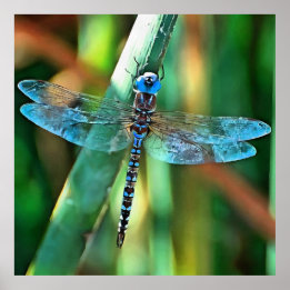 Affiche Fantasy Dragonfly