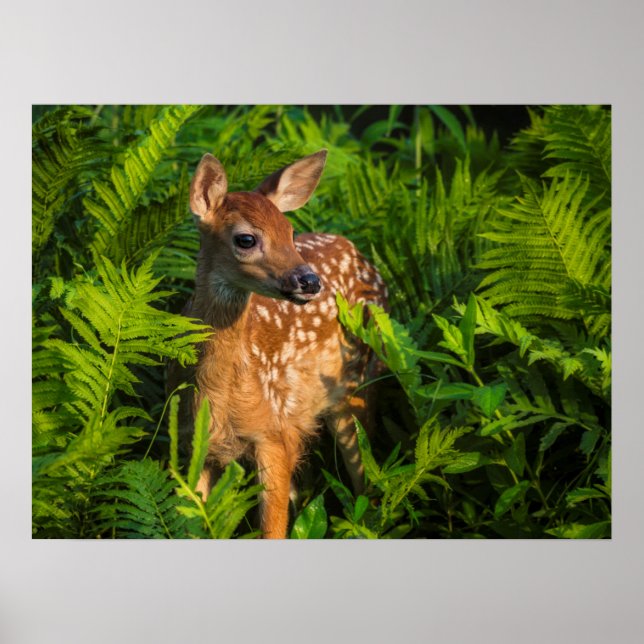 Affiche Faon de cerf à queue blanche | Minnesota (Devant)