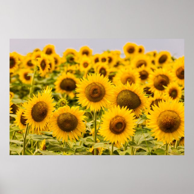Affiche Farms | A Sunflower (Devant)