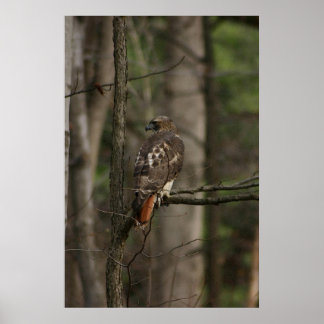 Affiche Faucon