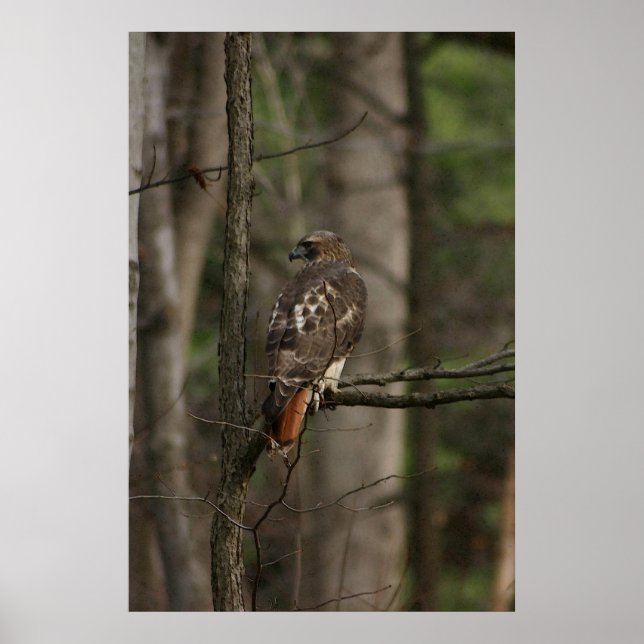 Affiche Faucon (Devant)