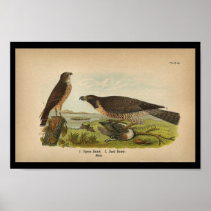 Affiche Faucon 1890 pérégrin d'impression d'oiseau