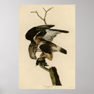 Affiche Faucon à pattes rousses d'Audubon Birds of America