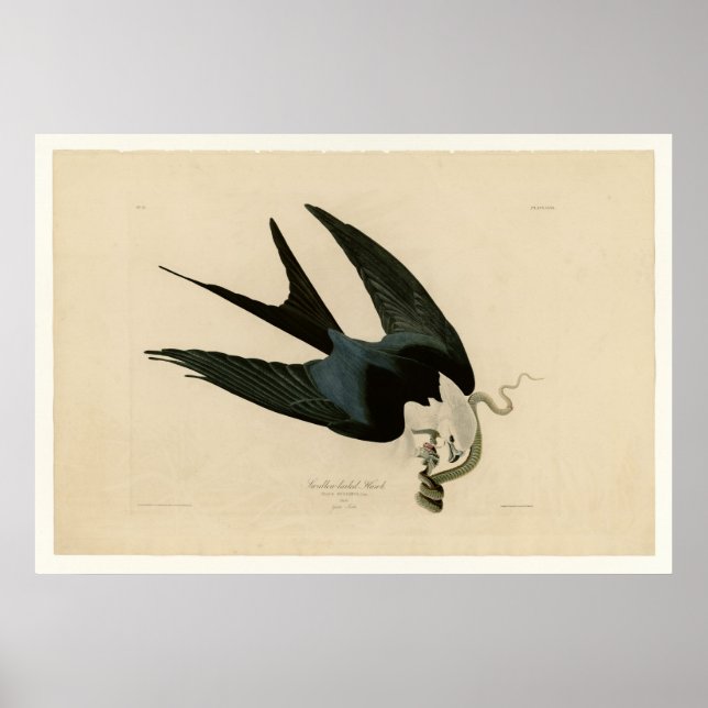 Affiche Faucon à queue mouchetée (Devant)