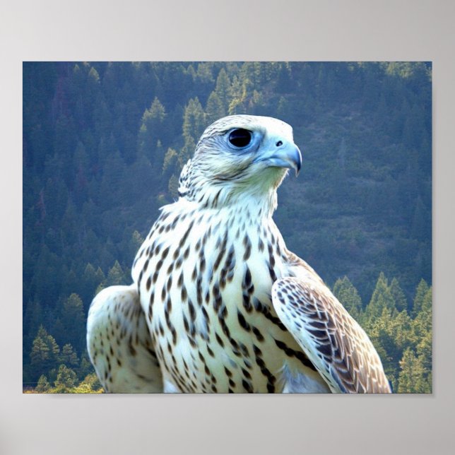 Affiche Faucon blanc (Devant)