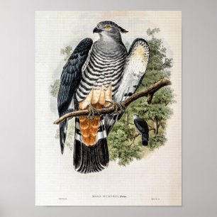 Affiche Faucon-coucou de Gurney par John Gould