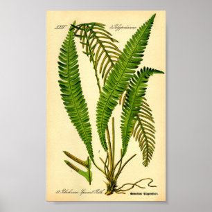 Affiche Faucon des cerfs (épicant de Blechnum)
