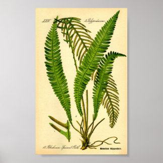 Affiche Faucon des cerfs (épicant de Blechnum)