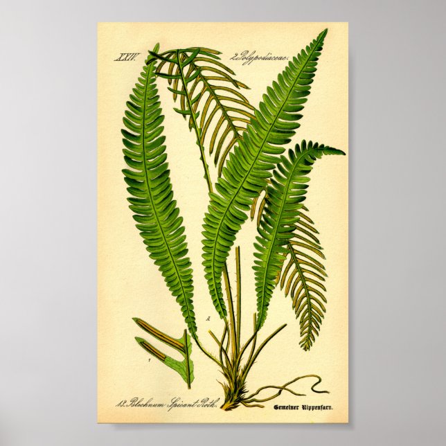 Affiche Faucon des cerfs (épicant de Blechnum) (Devant)