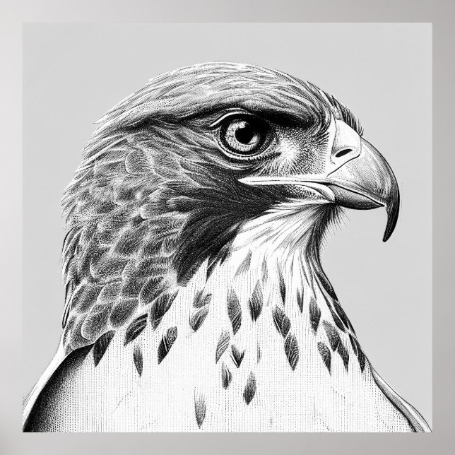 Affiche Faucon Oiseau nature sauvage Illustration animale  (Devant)