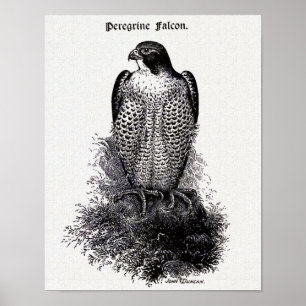 Affiche Faucon pèlerin Illustration Vintage d'oiseaux