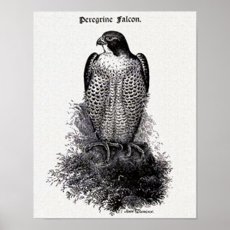Affiche Faucon pèlerin Illustration Vintage d'oiseaux