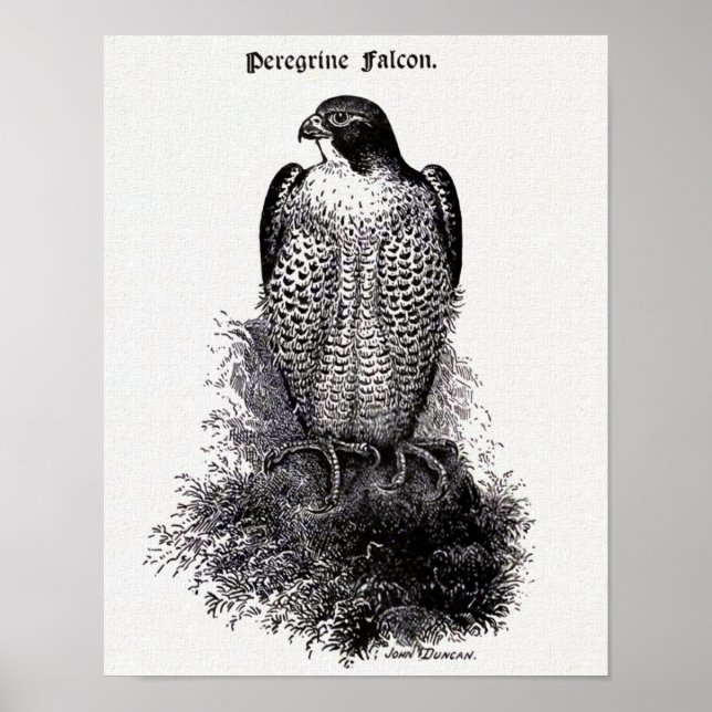 Affiche Faucon pèlerin Illustration Vintage d'oiseaux (Devant)