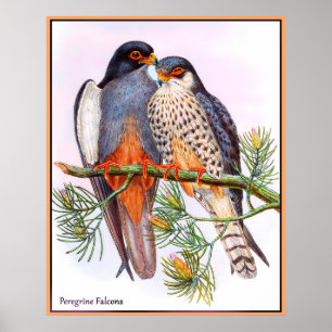 Affiche Faucons pèlerins