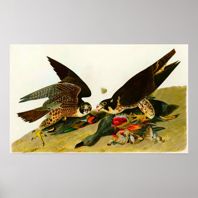 Affiche Faucons pèlerins John James Audubon 1838 (Devant)