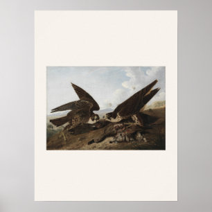 Affiche Faucons pèlerins par Audubon - Art d'oiseau vintag