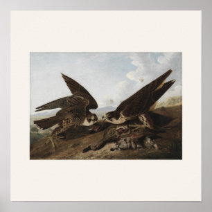 Affiche Faucons pèlerins par Audubon - Art d'oiseau vintag