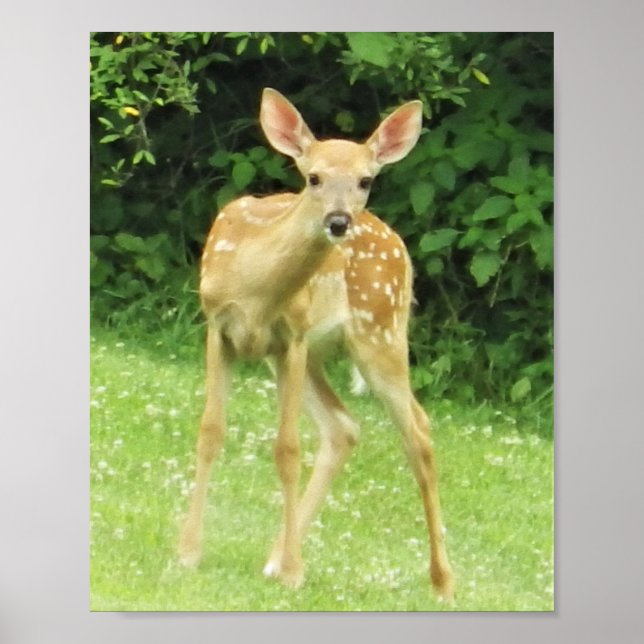 Affiche Faune (Devant)