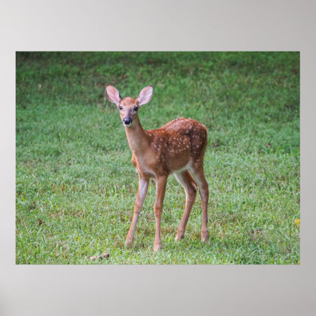Affiche Faune (Devant)