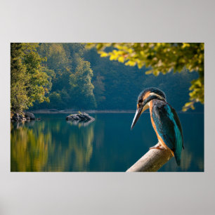 Affiche Faune