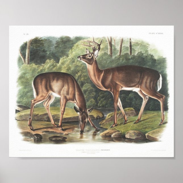 Affiche Faune américaine de cerfs de Virginie ou de commun (Devant)