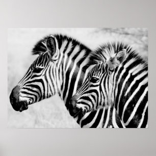 Affiche Faune d'animaux de zèbres noire et blanche