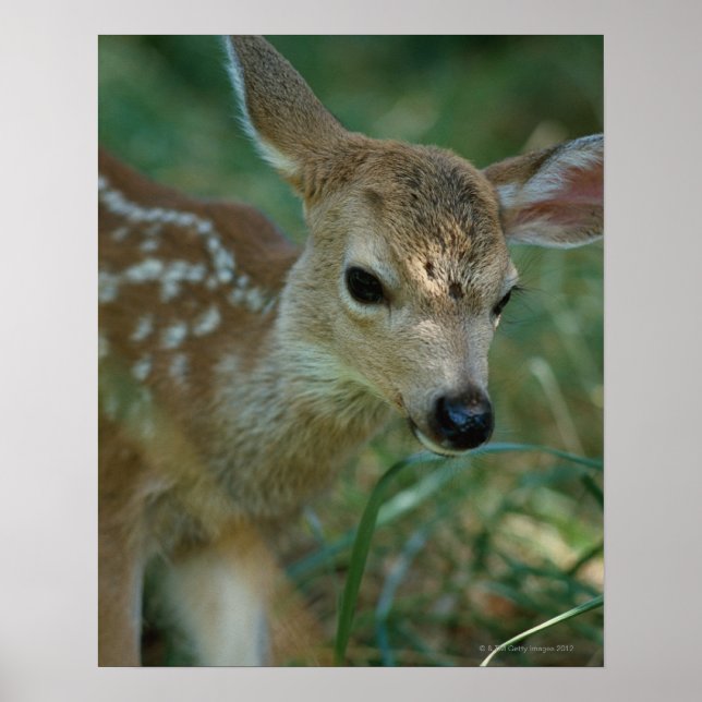 Affiche Faune dans l'herbe (Devant)