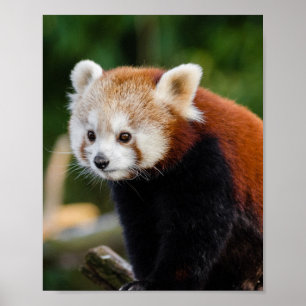 Affiche Faune du Panda roux