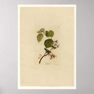 Affiche Fauvette de marais de pin