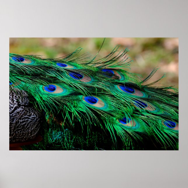 Affiche Feathers peacock feathers (Devant)