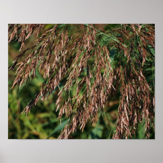 Affiche Feathery Dried Grasses Close Up Nature (Devant)