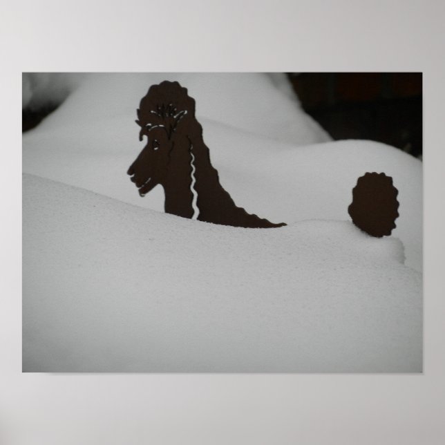 Affiche Feeling buried?? Poodle in snow (Devant)