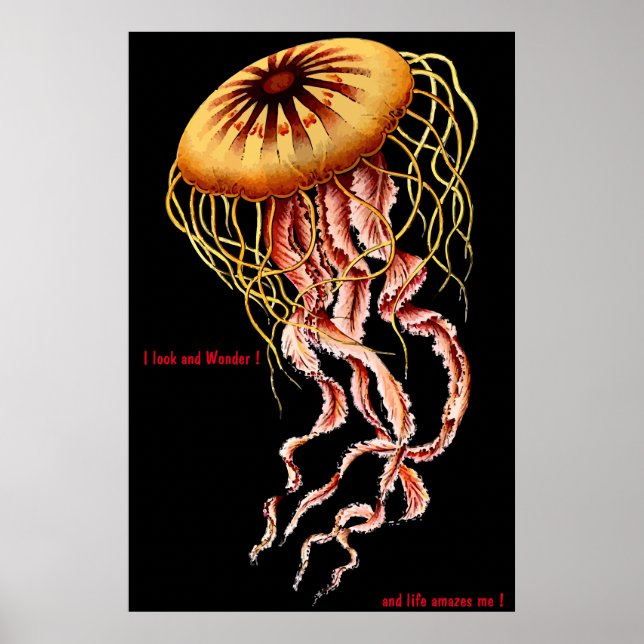 Affiche Féline (Devant)