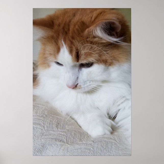 Affiche (Feline Fancy) Contemplation Kitty : Photo Cat (Devant)